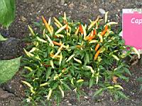 Piment - Capsicum frutescens L. - variete Explosive ignite (tres fort) (1) (Photo F. Mrugala)